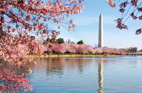 Washington DC Monument cherry trees pic 1